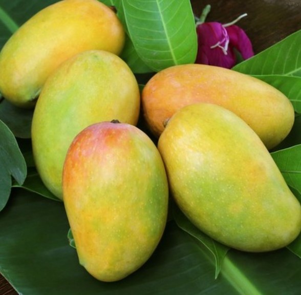 Organic Kesar Mango